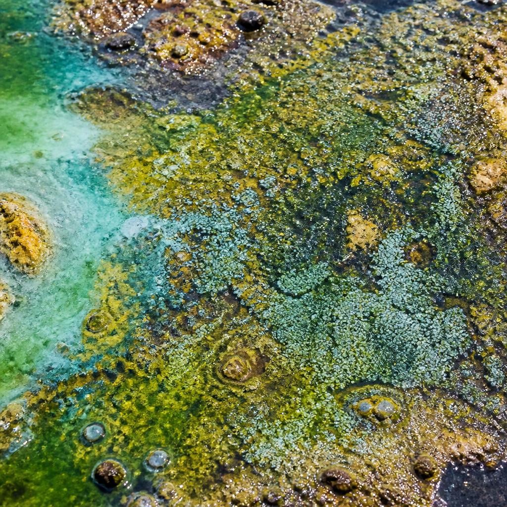 Native microalgae and cyanobacteria coatings on a Hong Kong rocky shore