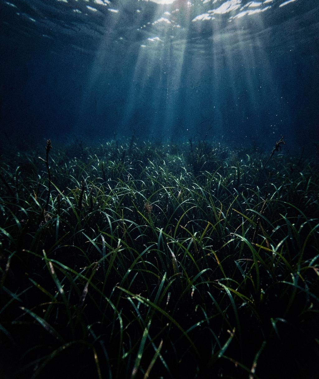 Underwater seagrass meadow with sunlight filtering through the current